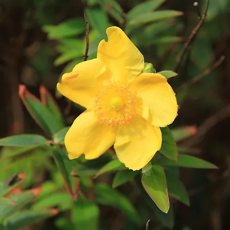 Bed & Breakfast Parkhouse 4*